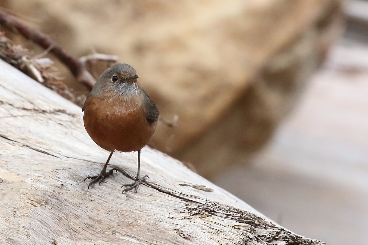 Rockwarbler - Scott Eaton