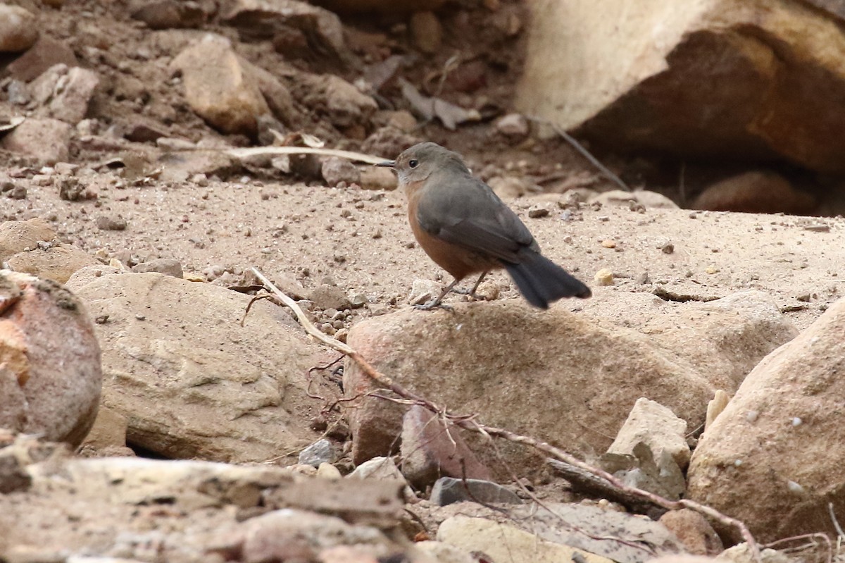 Rockwarbler - Scott Eaton