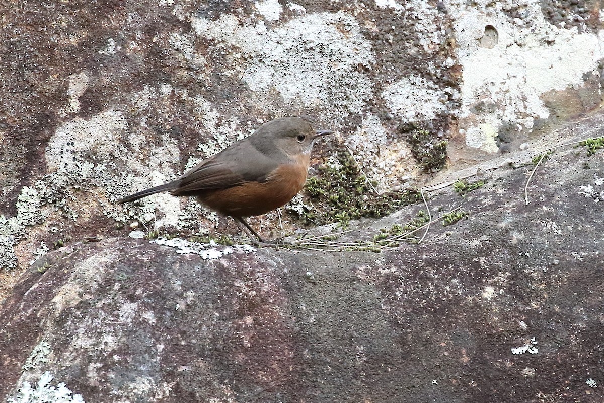 Rockwarbler - Scott Eaton