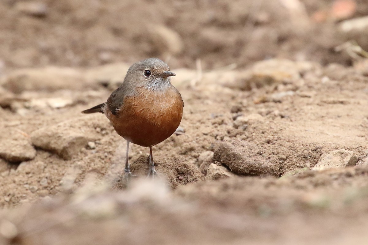 Rockwarbler - Scott Eaton