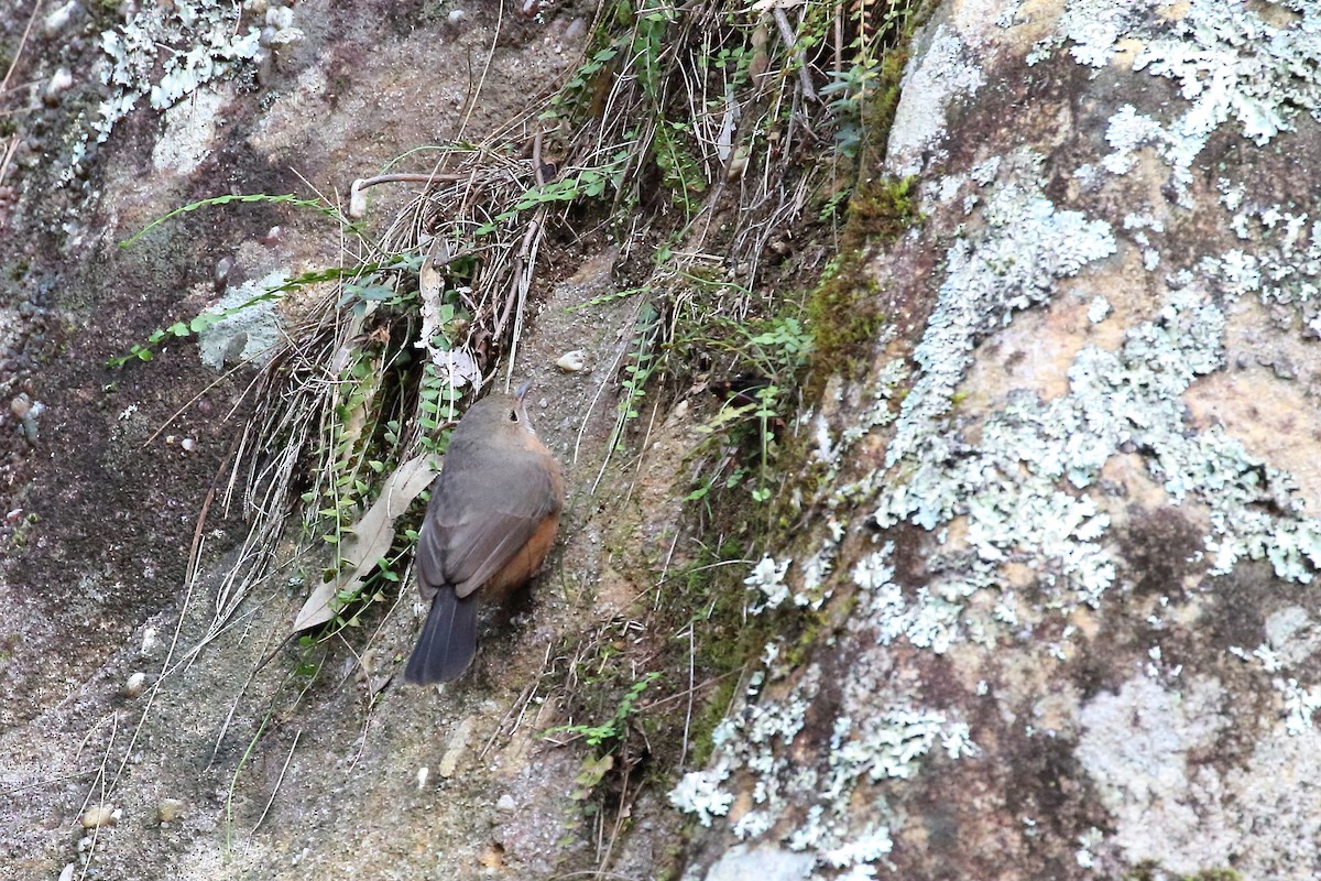 Rockwarbler - Scott Eaton