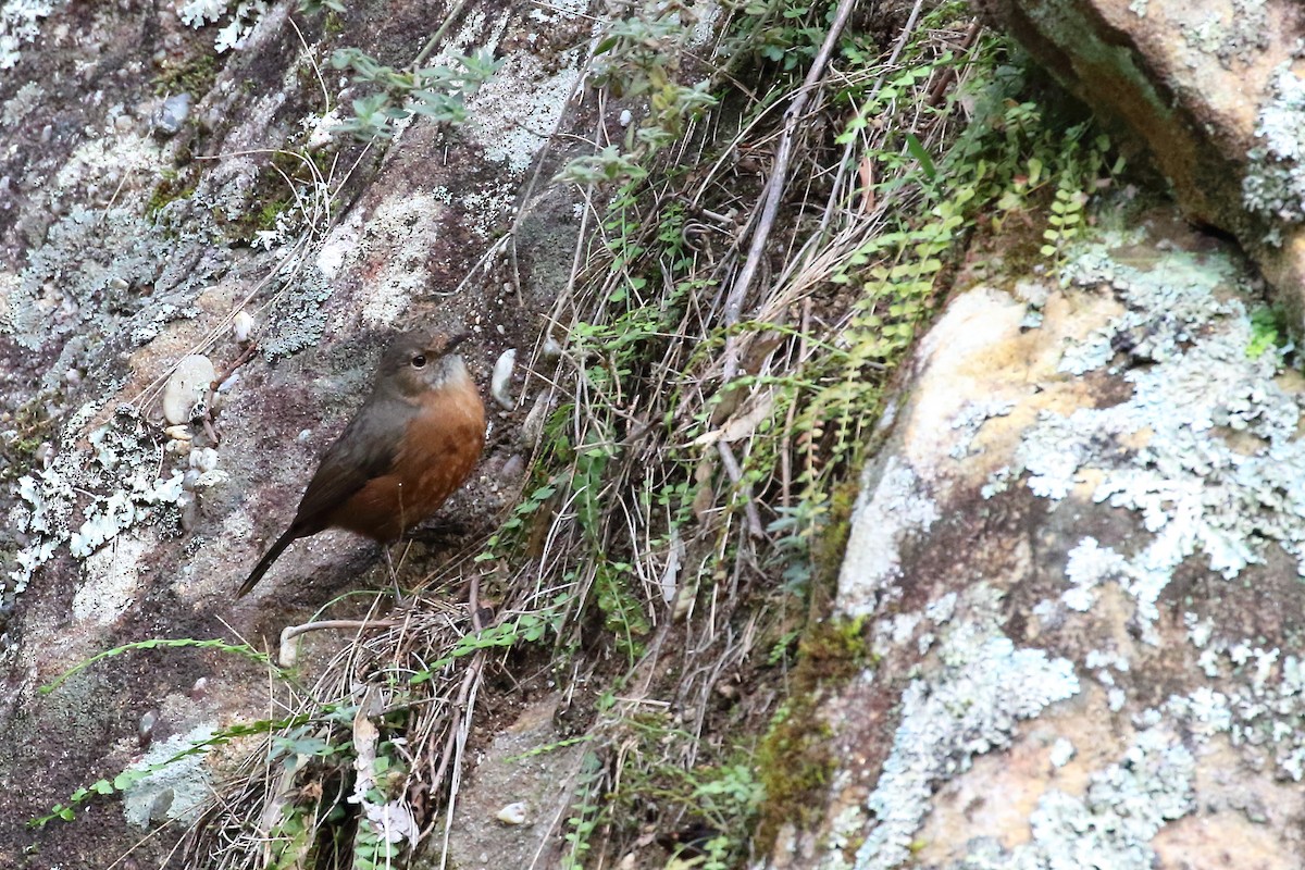 Rockwarbler - Scott Eaton