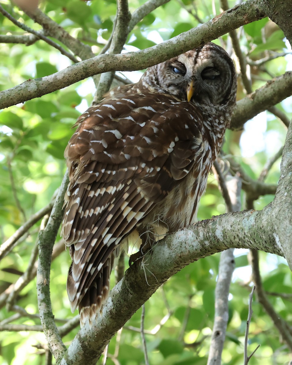 Barred Owl - Bob Sicolo