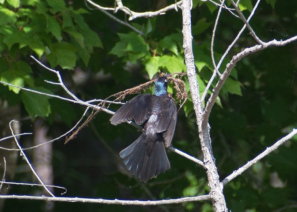 Common Grackle - ML619612628