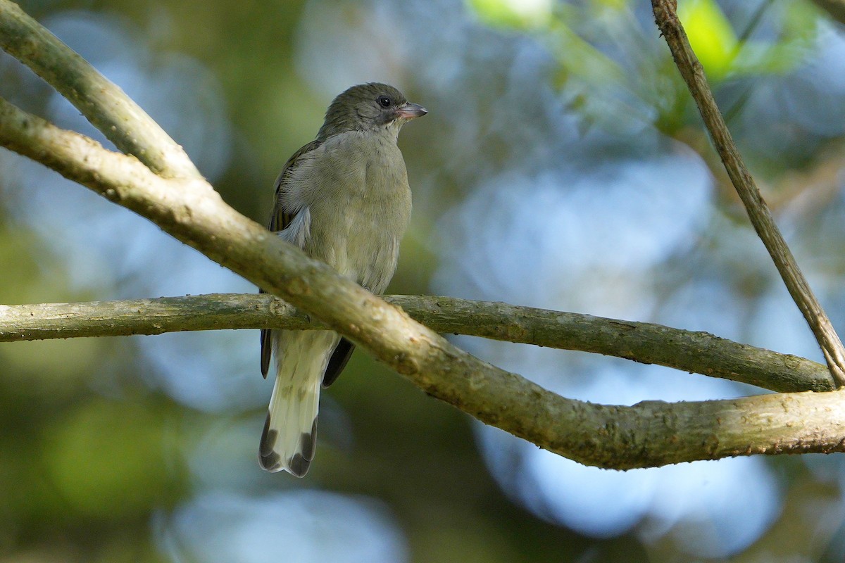 Lesser Honeyguide - Dave Rimmer