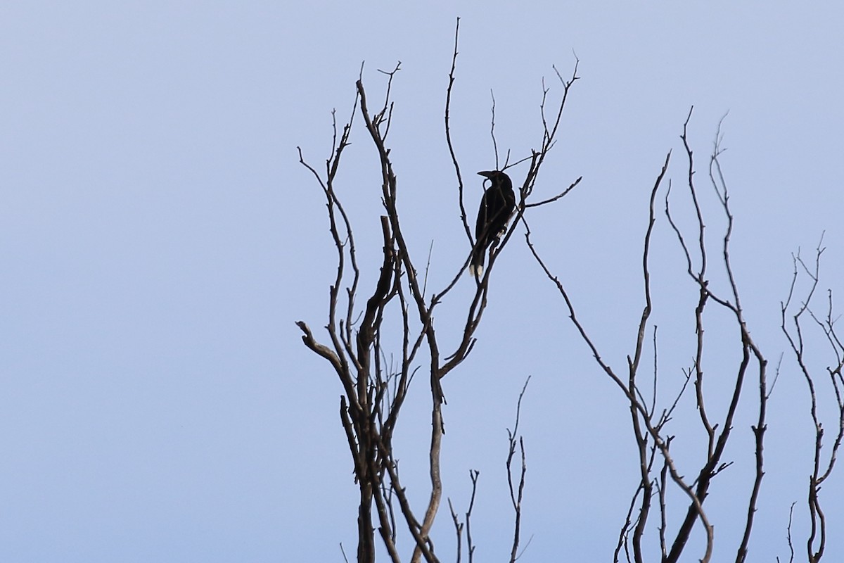 Pied Currawong - Scott Eaton