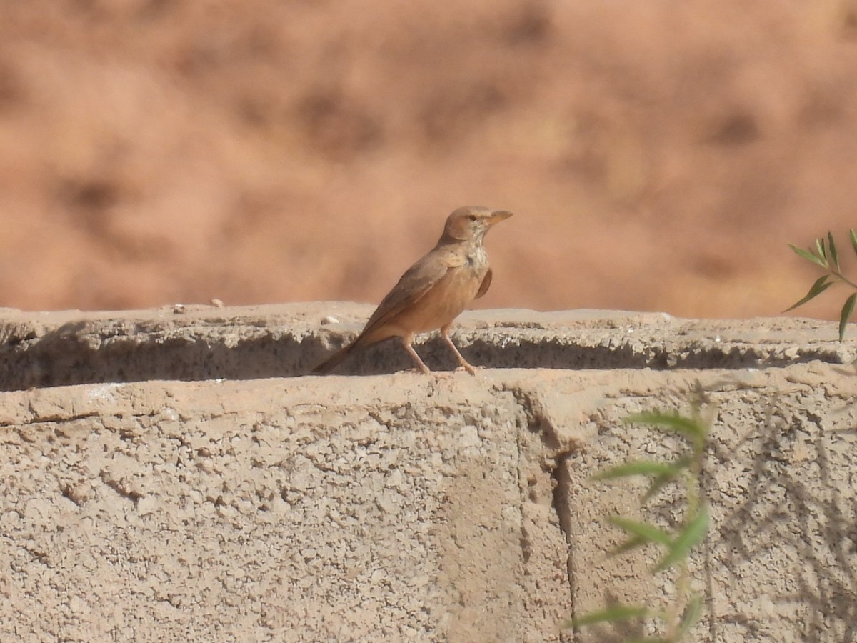 Desert Lark - Simon Bradfield