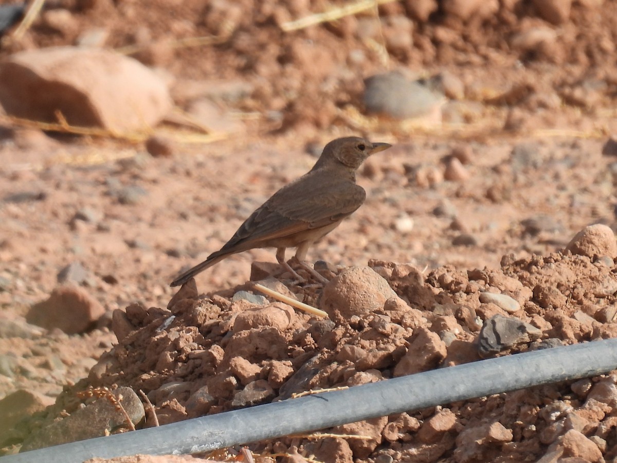 Desert Lark - Simon Bradfield