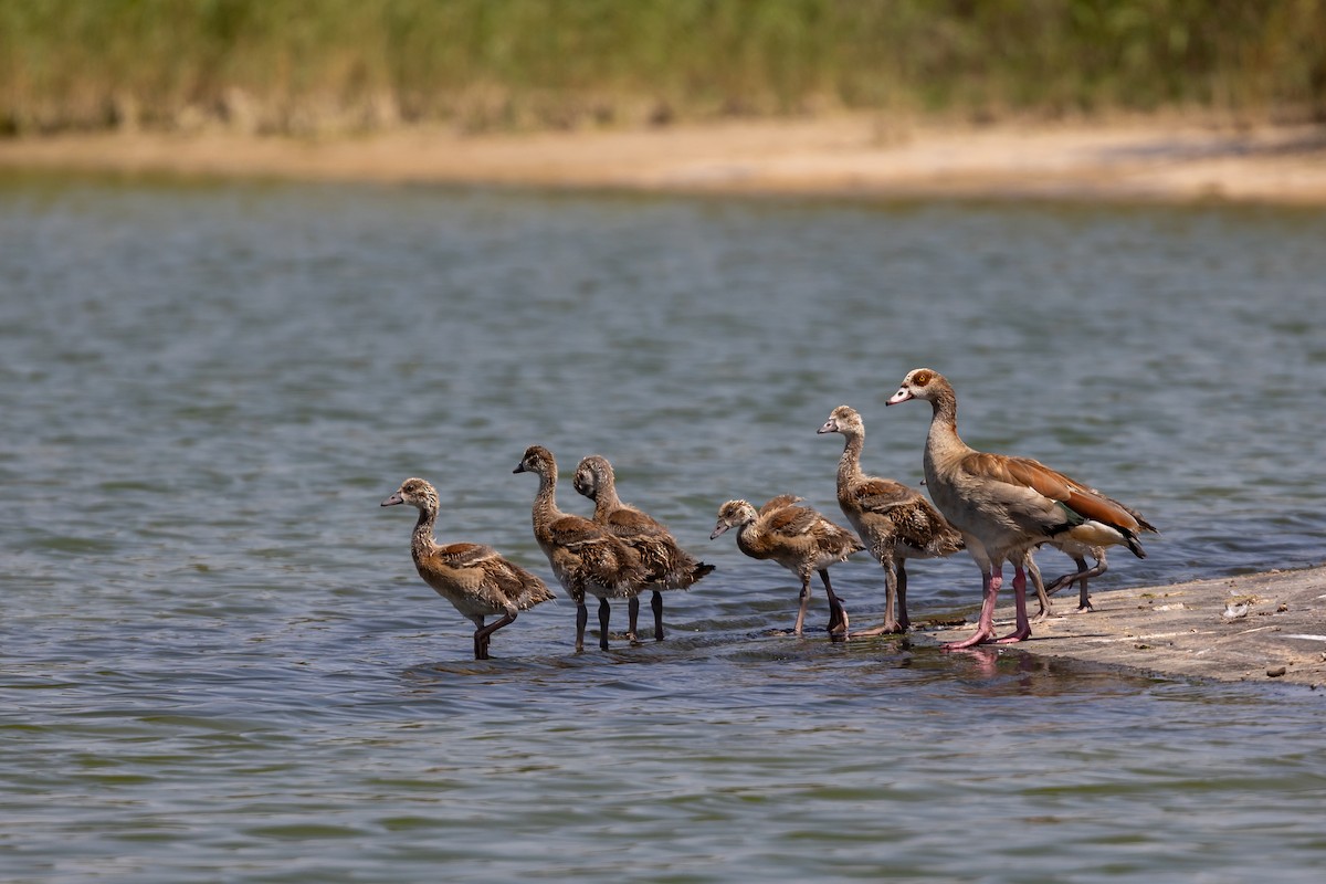 Egyptian Goose - Nikos Mavris