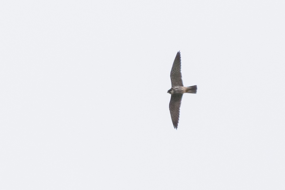 Eurasian Hobby - ML619612637