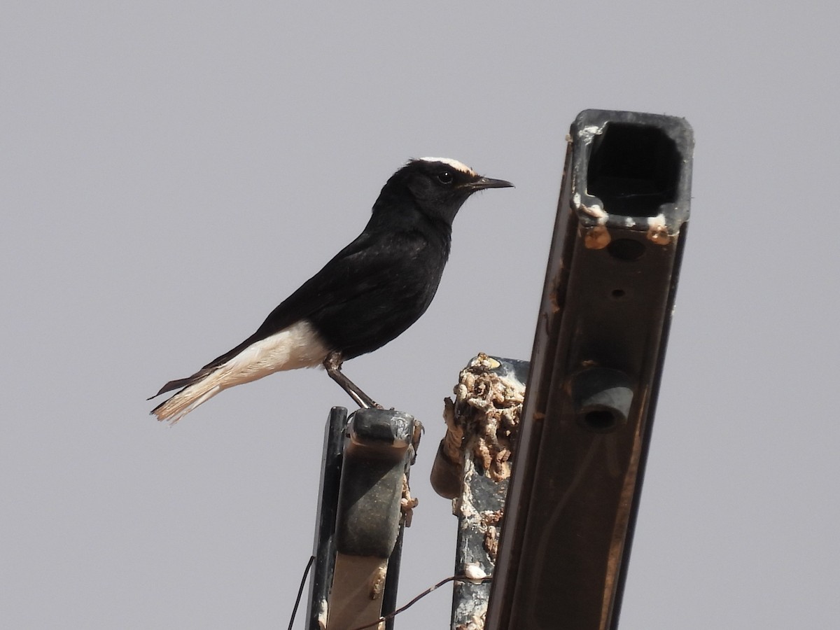 White-crowned Wheatear - Simon Bradfield