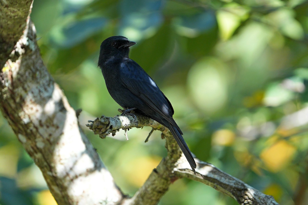 Southern Black-Flycatcher - Dave Rimmer