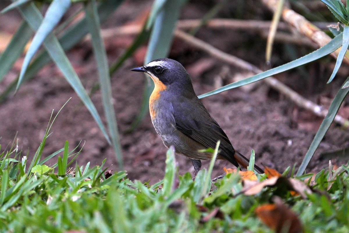 Cape Robin-Chat - Dave Rimmer