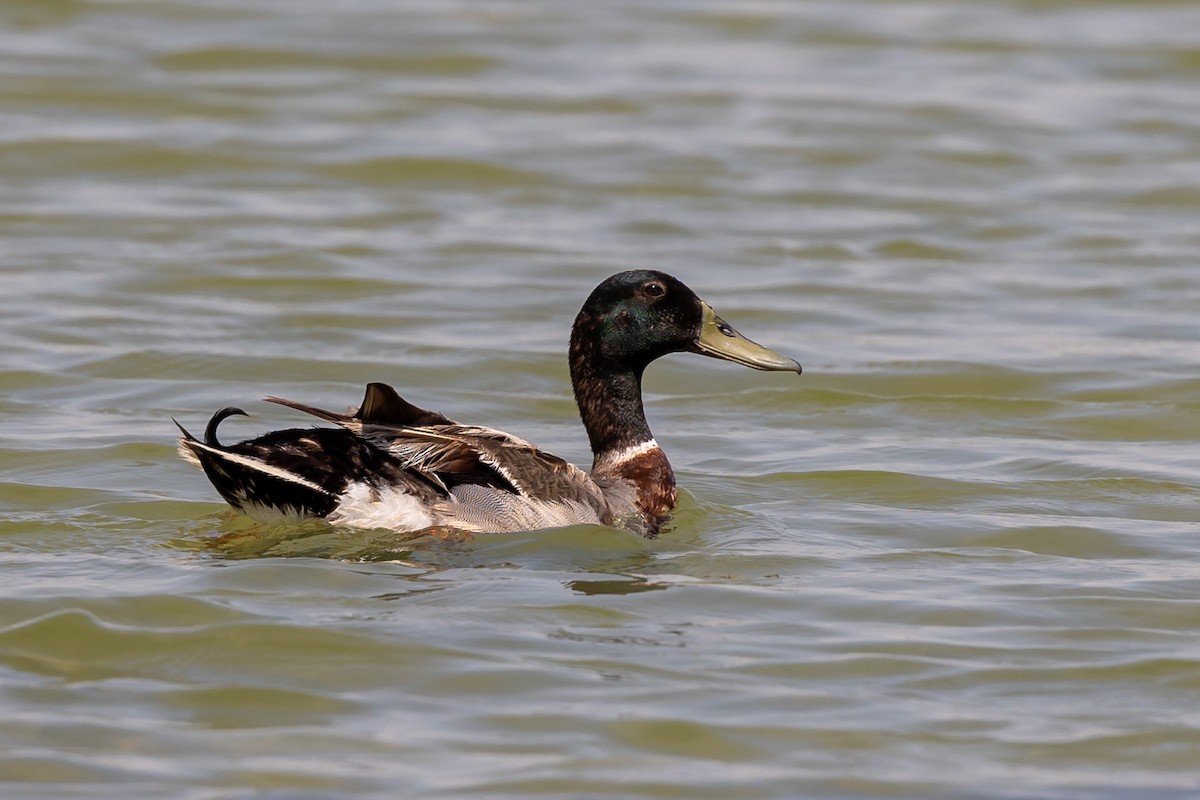 Mallard - Nikos Mavris