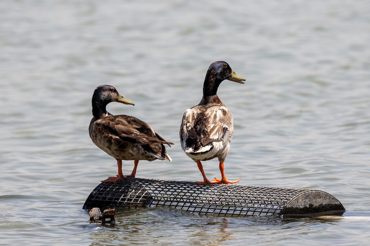 Mallard - Nikos Mavris