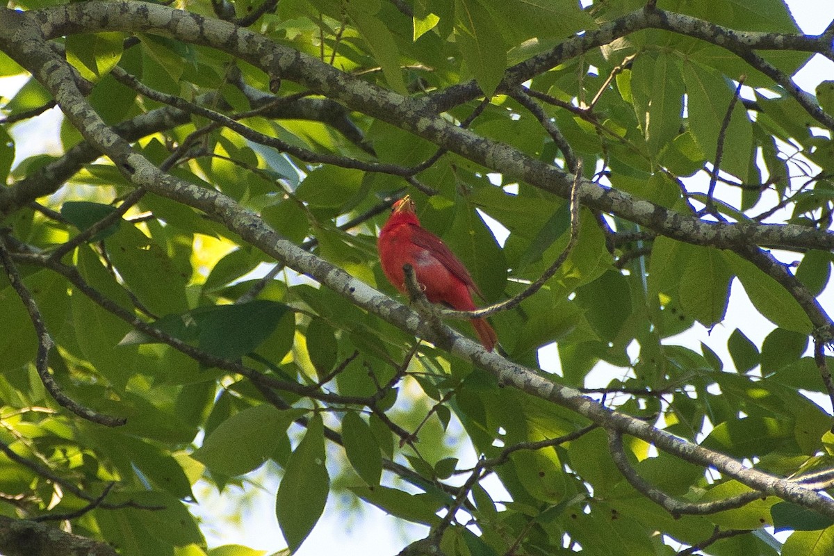 Summer Tanager - Susan Markham