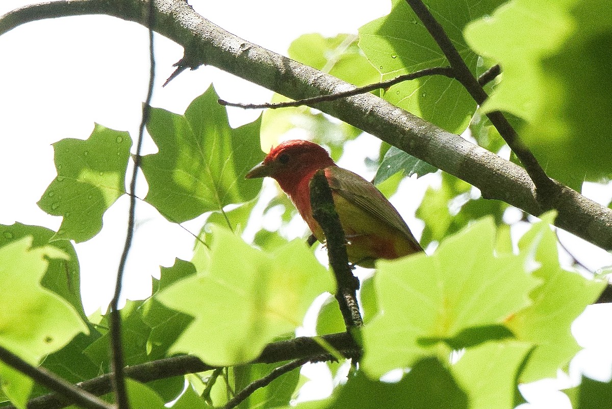 Summer Tanager - Susan Markham