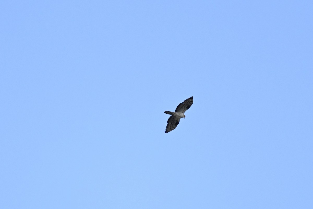 European Honey-buzzard - Anonymous