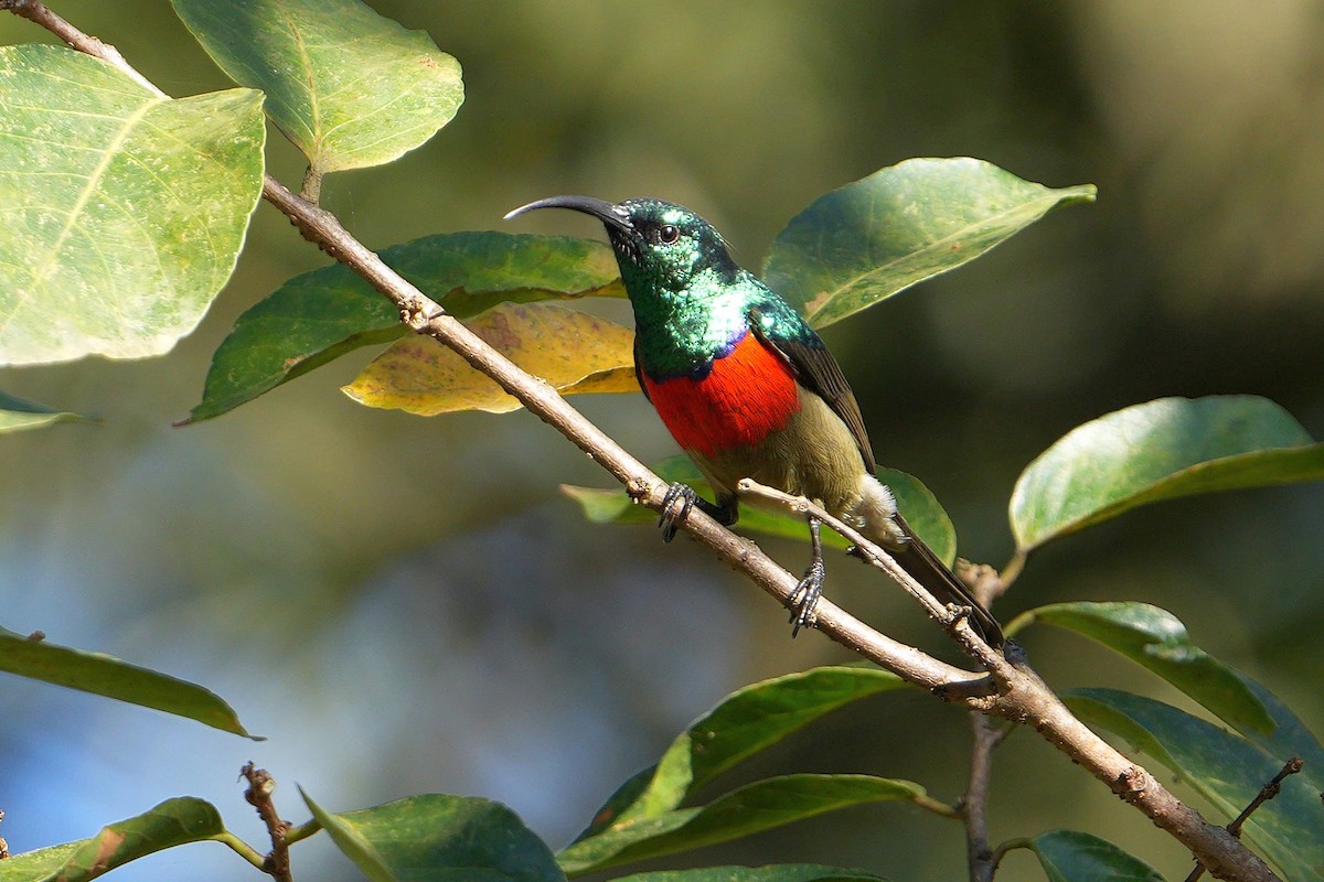 Greater Double-collared Sunbird - Dave Rimmer