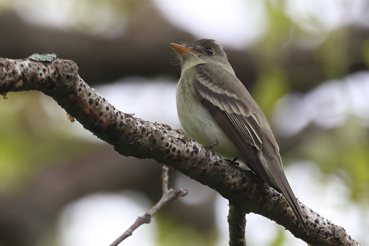 Eastern Wood-Pewee - Jen Sanford