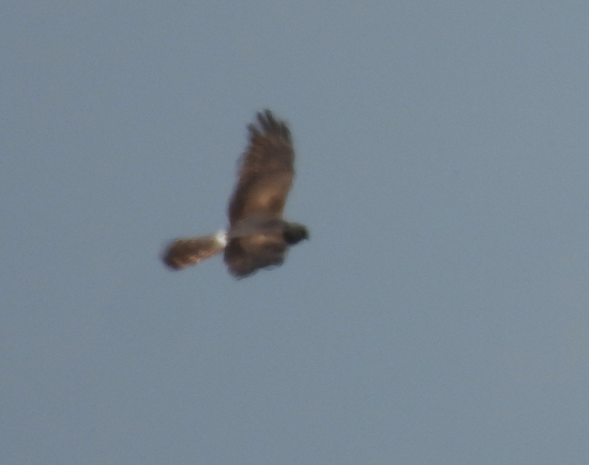 Montagu's Harrier - Mike Vlasatý