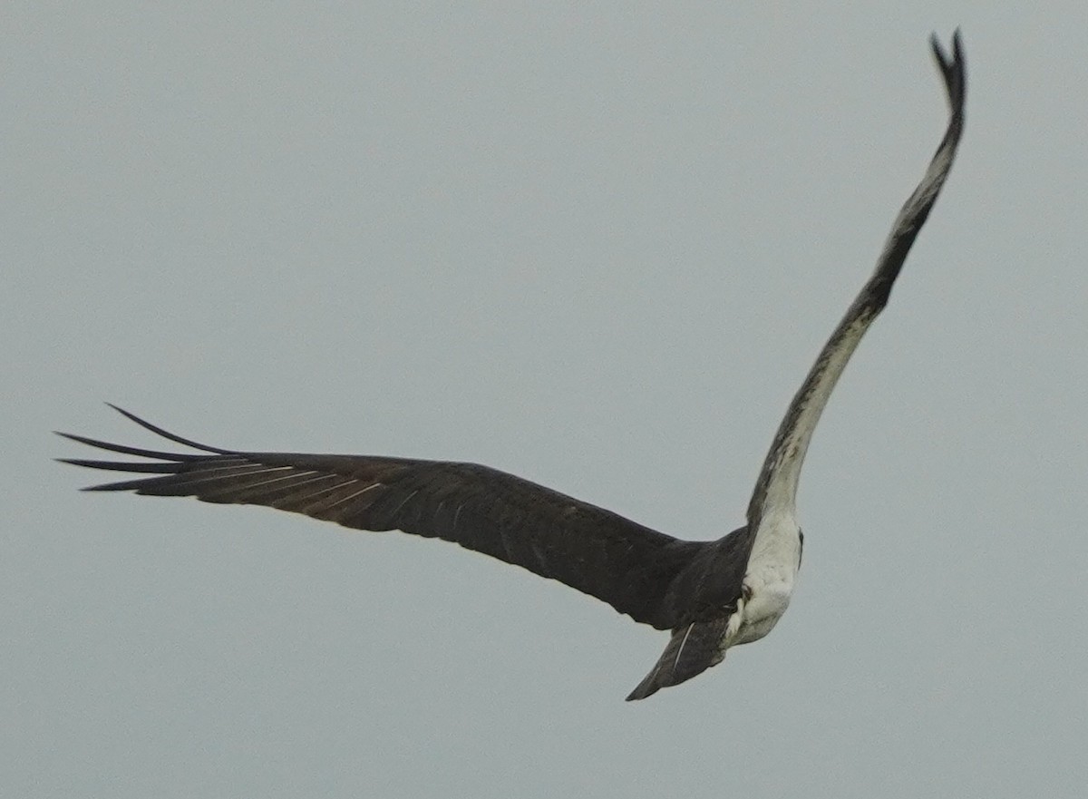 Osprey - John McCallister