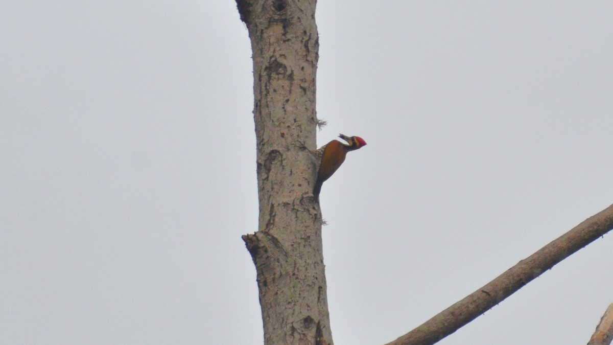 Javan Flameback - Dirk Tomsa