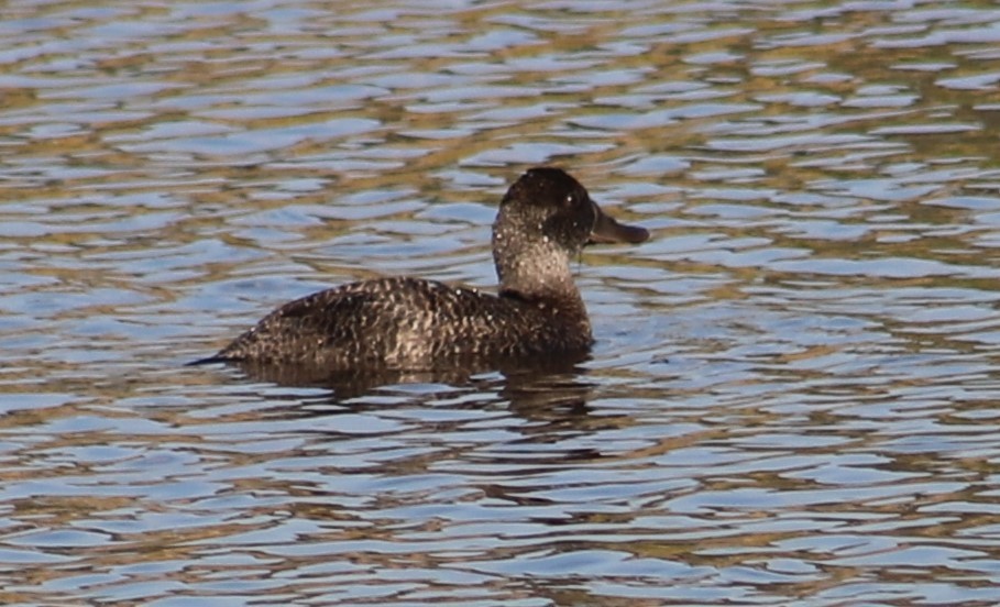 Blue-billed Duck - Breta Loutit