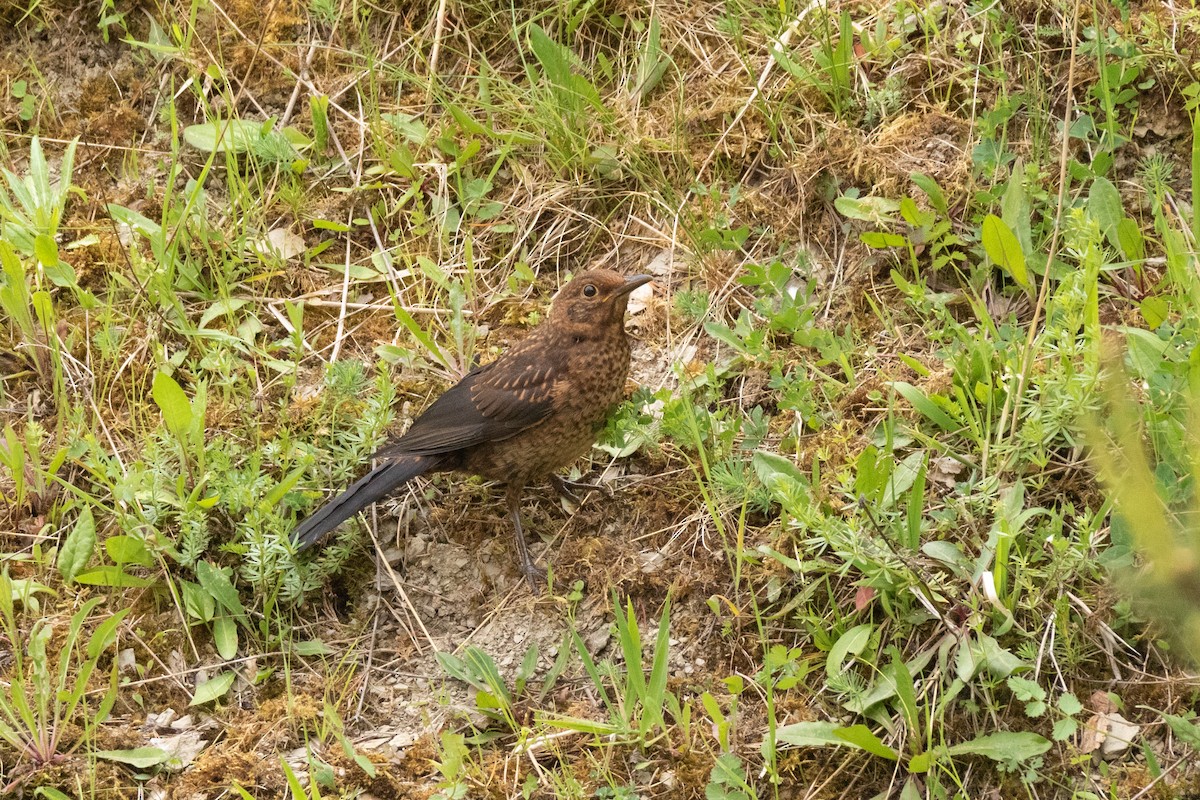 Eurasian Blackbird - ML619612696