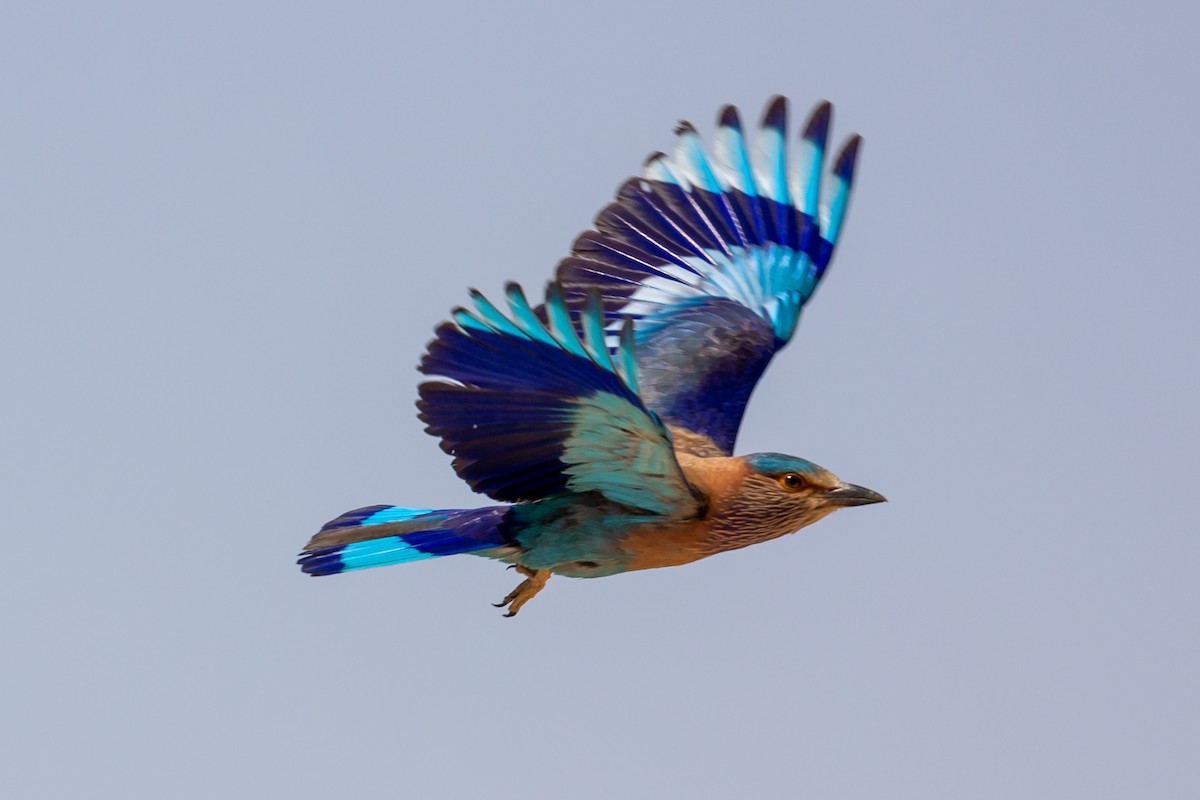 Indian Roller - Nikos Mavris