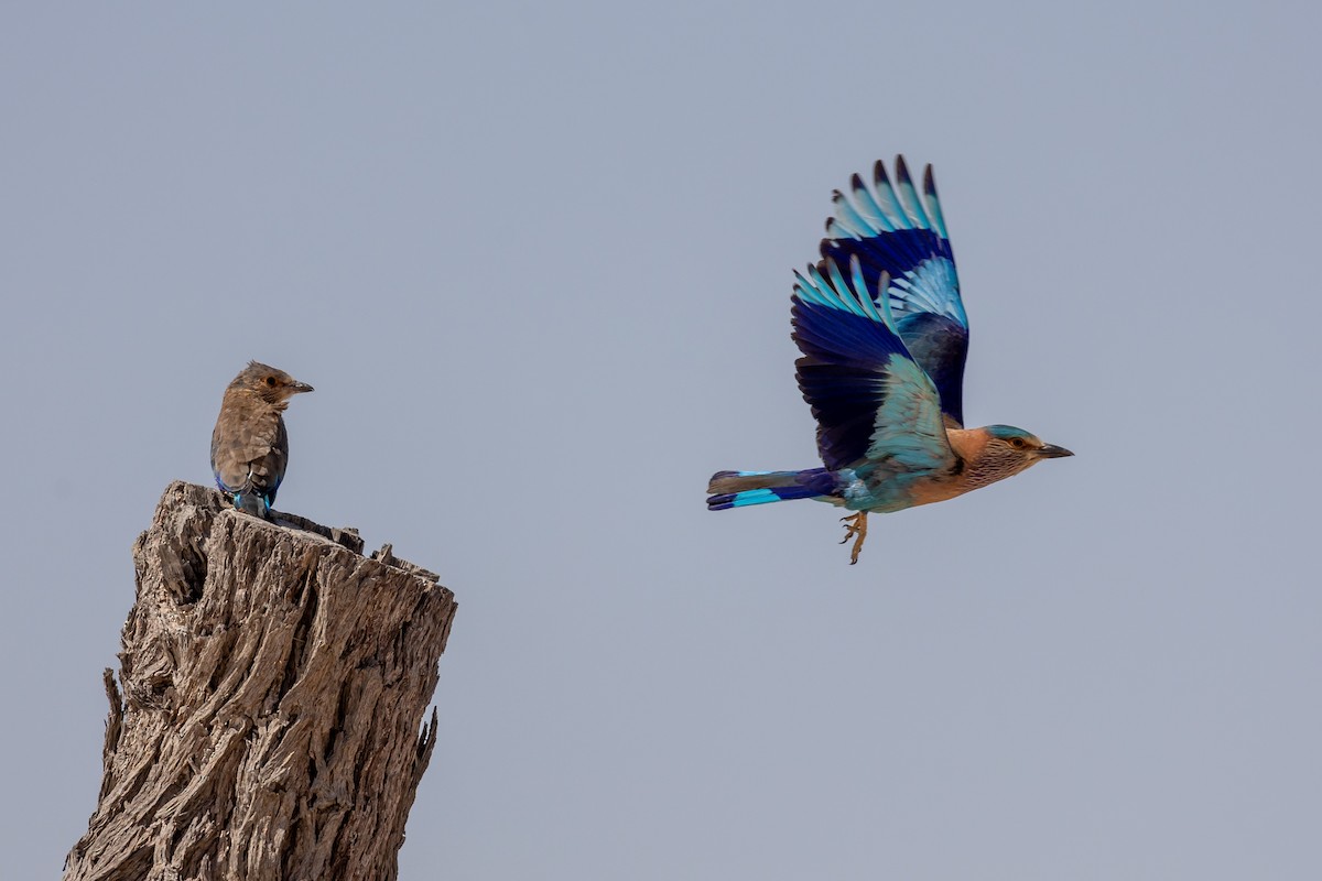 Indian Roller - Nikos Mavris