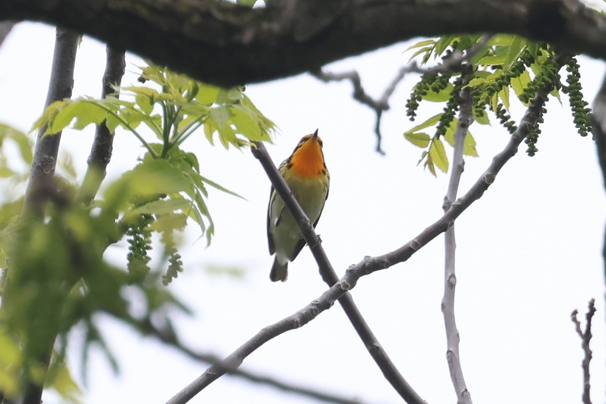 Blackburnian Warbler - Jen Sanford