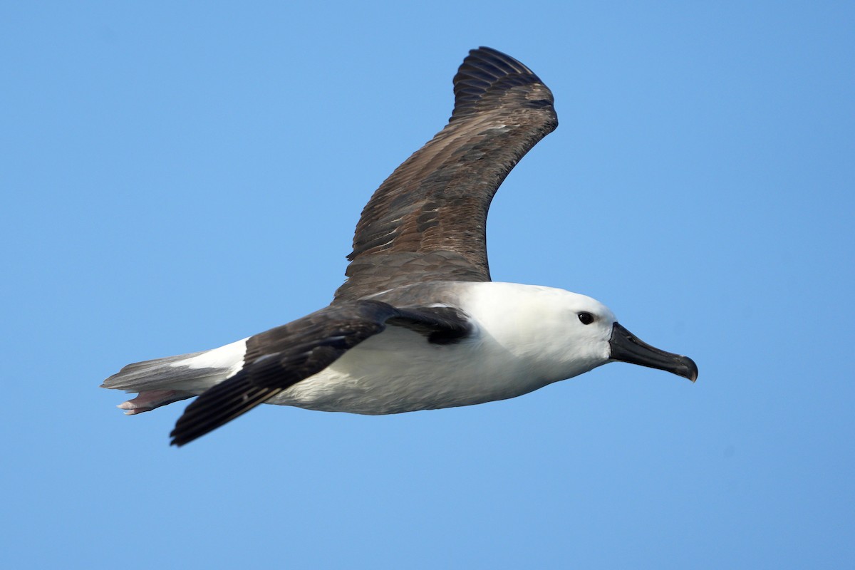 Indian Yellow-nosed Albatross - Dave Rimmer