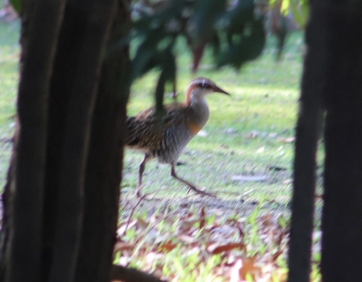 Buff-banded Rail - Breta Loutit