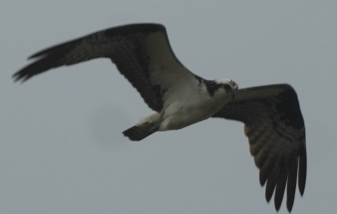 Osprey - John McCallister