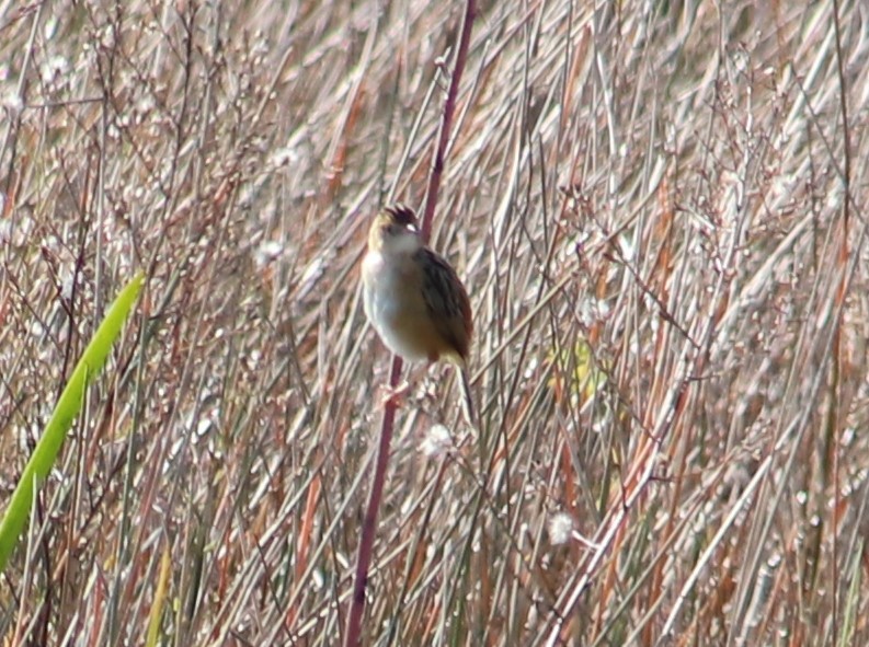 Golden-headed Cisticola - Breta Loutit