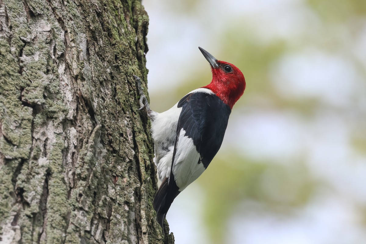 Red-headed Woodpecker - Jen Sanford