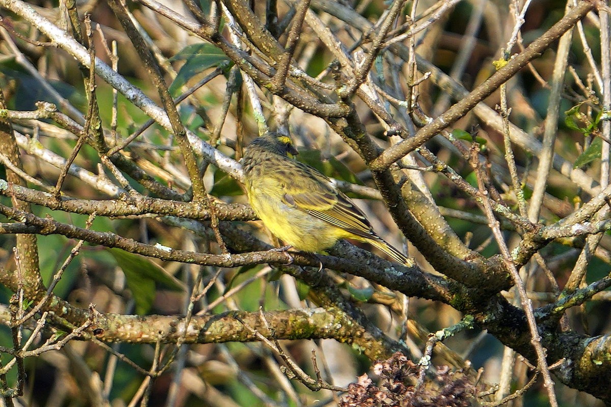 Yellow-fronted Canary - ML619612732
