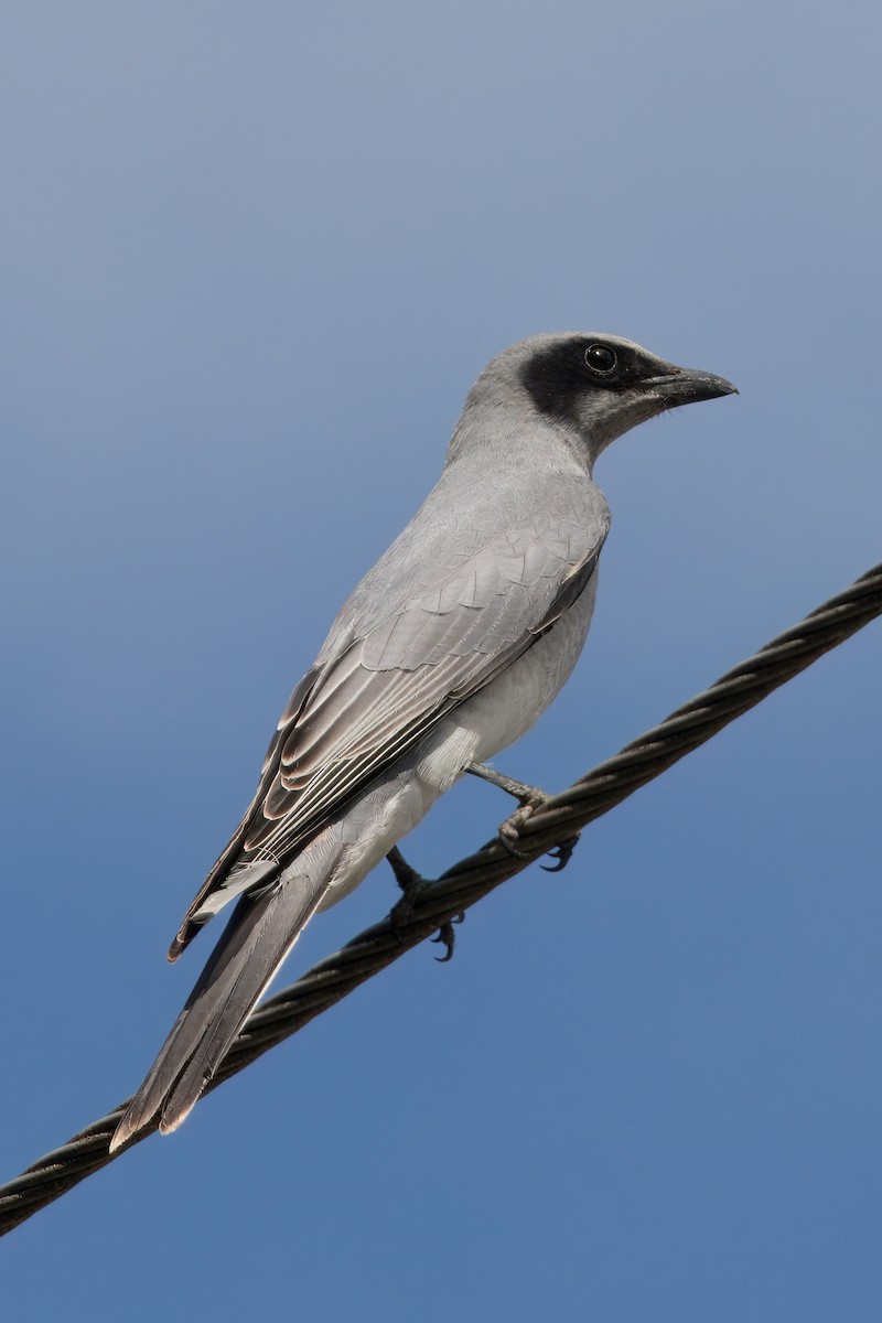 Black-faced Cuckooshrike - ML619612744