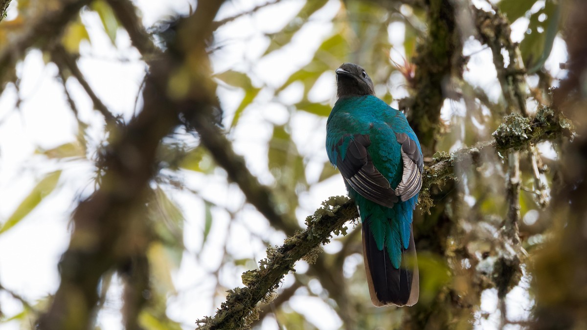 Resplendent Quetzal - John Andersen