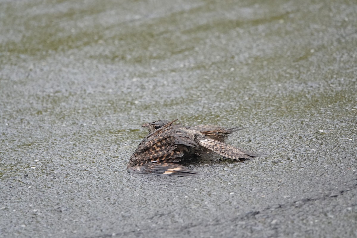 Savanna Nightjar (Northern) - ML619612747