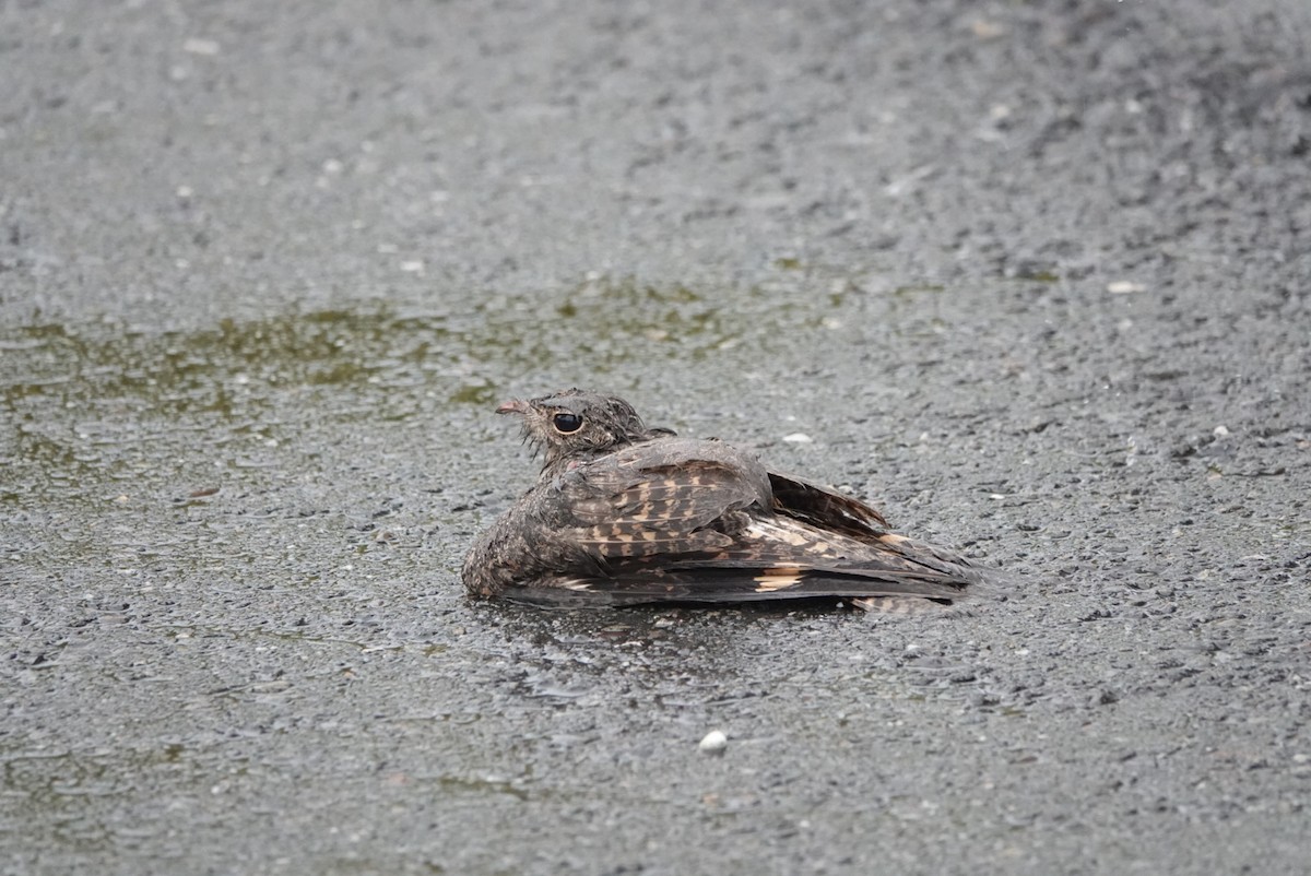 Savanna Nightjar (Northern) - ML619612748