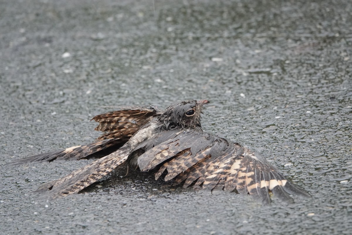 Savanna Nightjar (Northern) - ML619612749