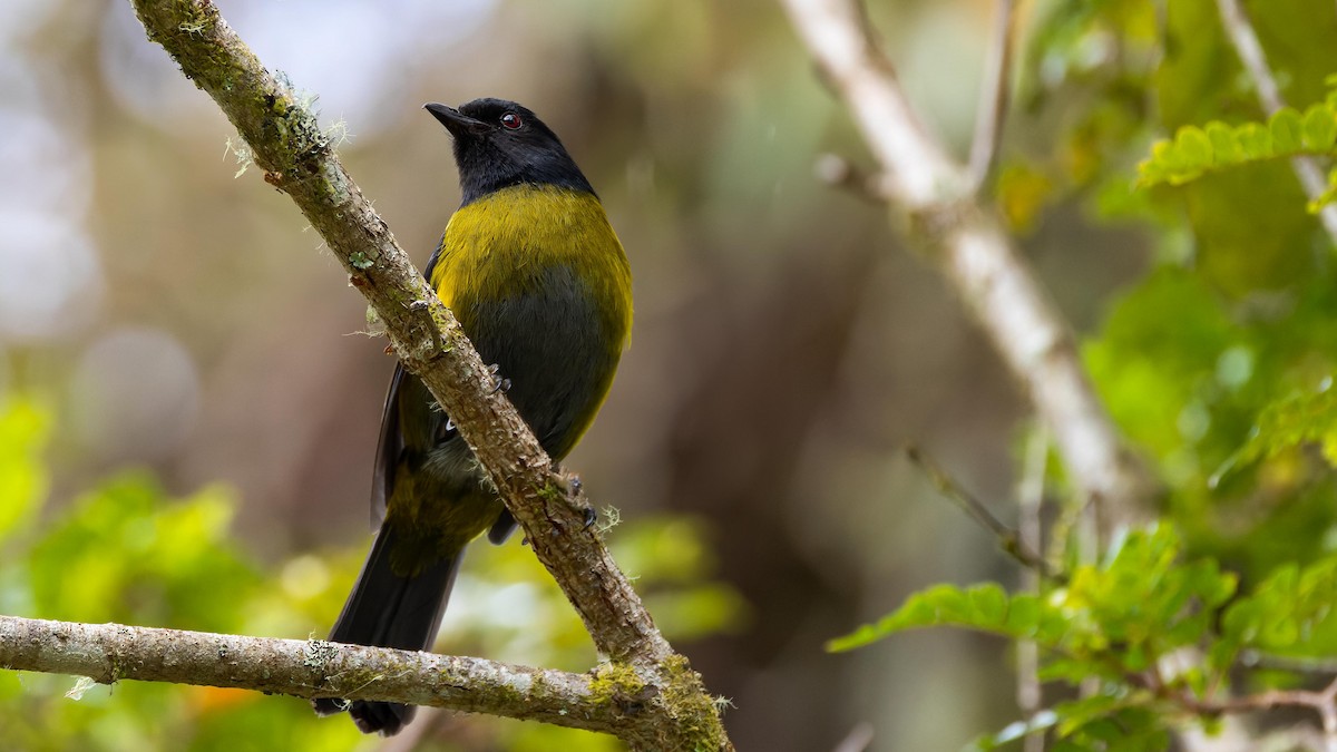 Black-and-yellow Silky-flycatcher - John Andersen