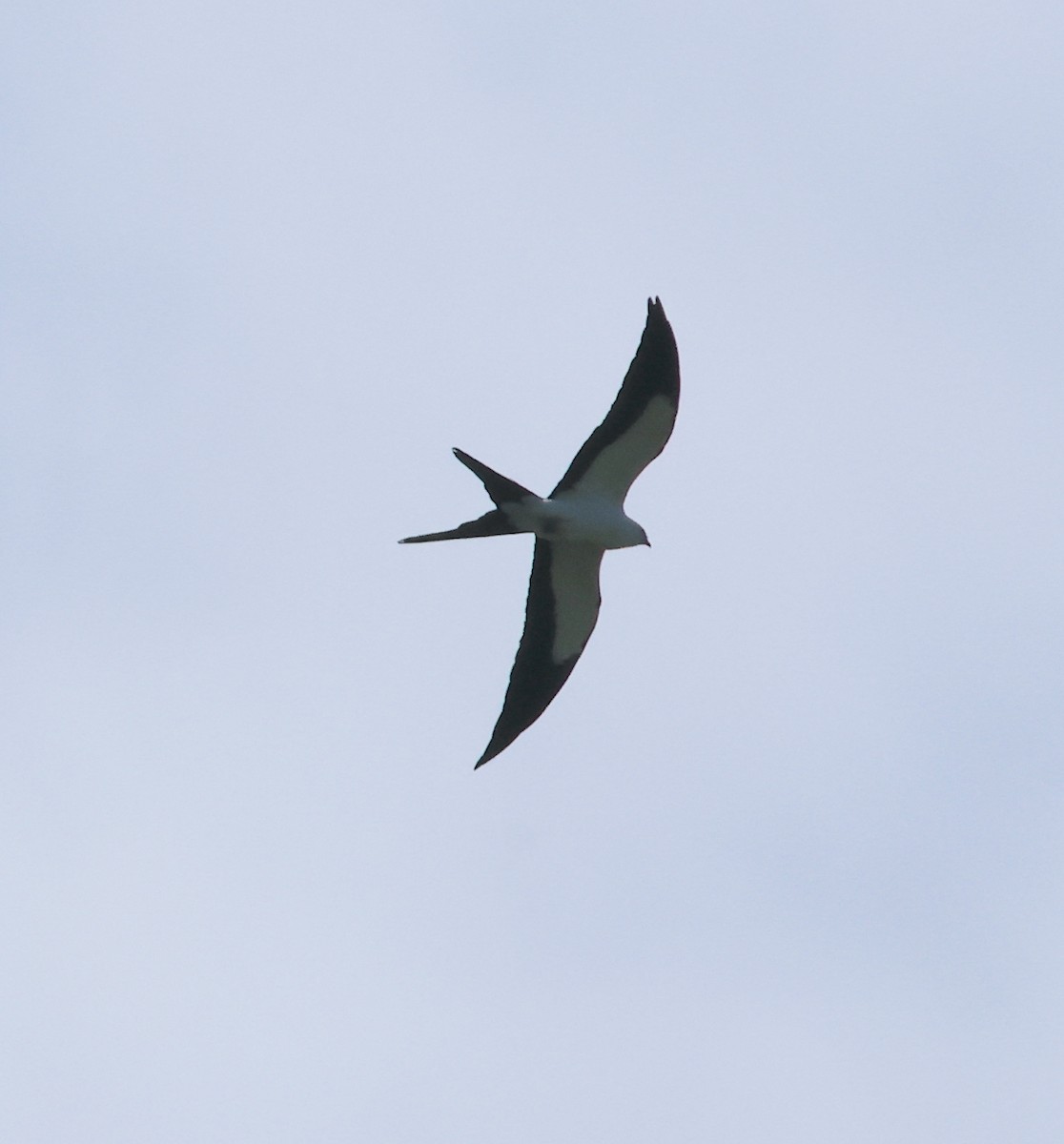 Swallow-tailed Kite - Bob Sicolo