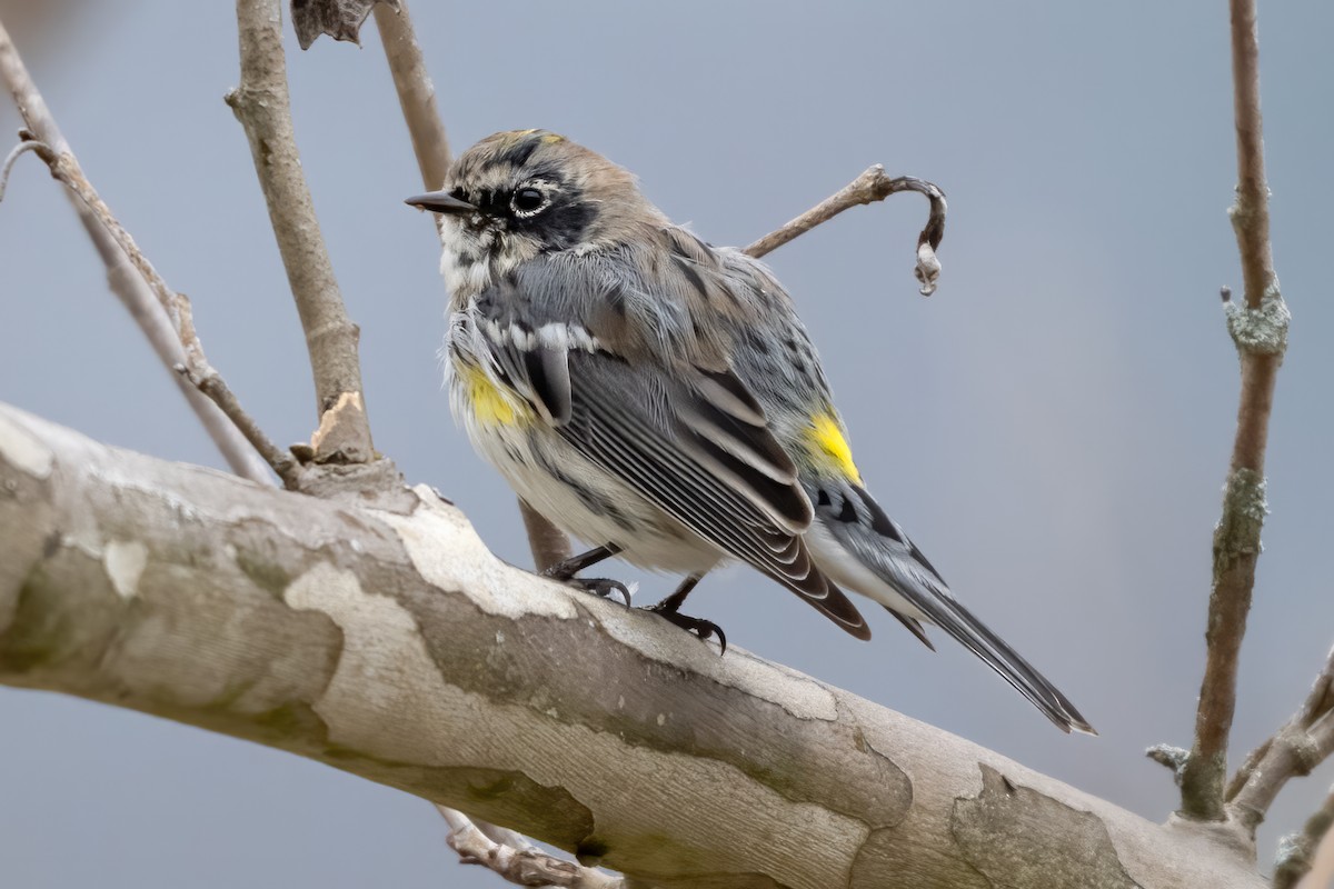 Yellow-rumped Warbler - ML619612758