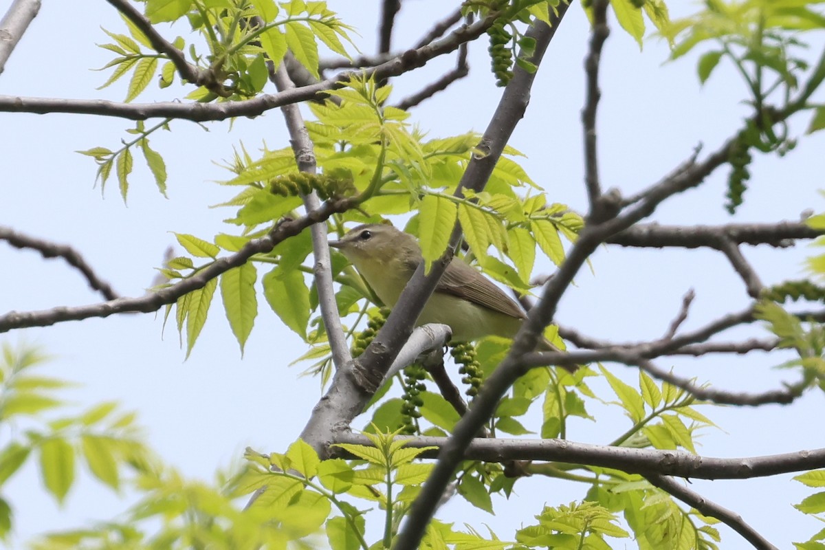 Philadelphia Vireo - Jen Sanford