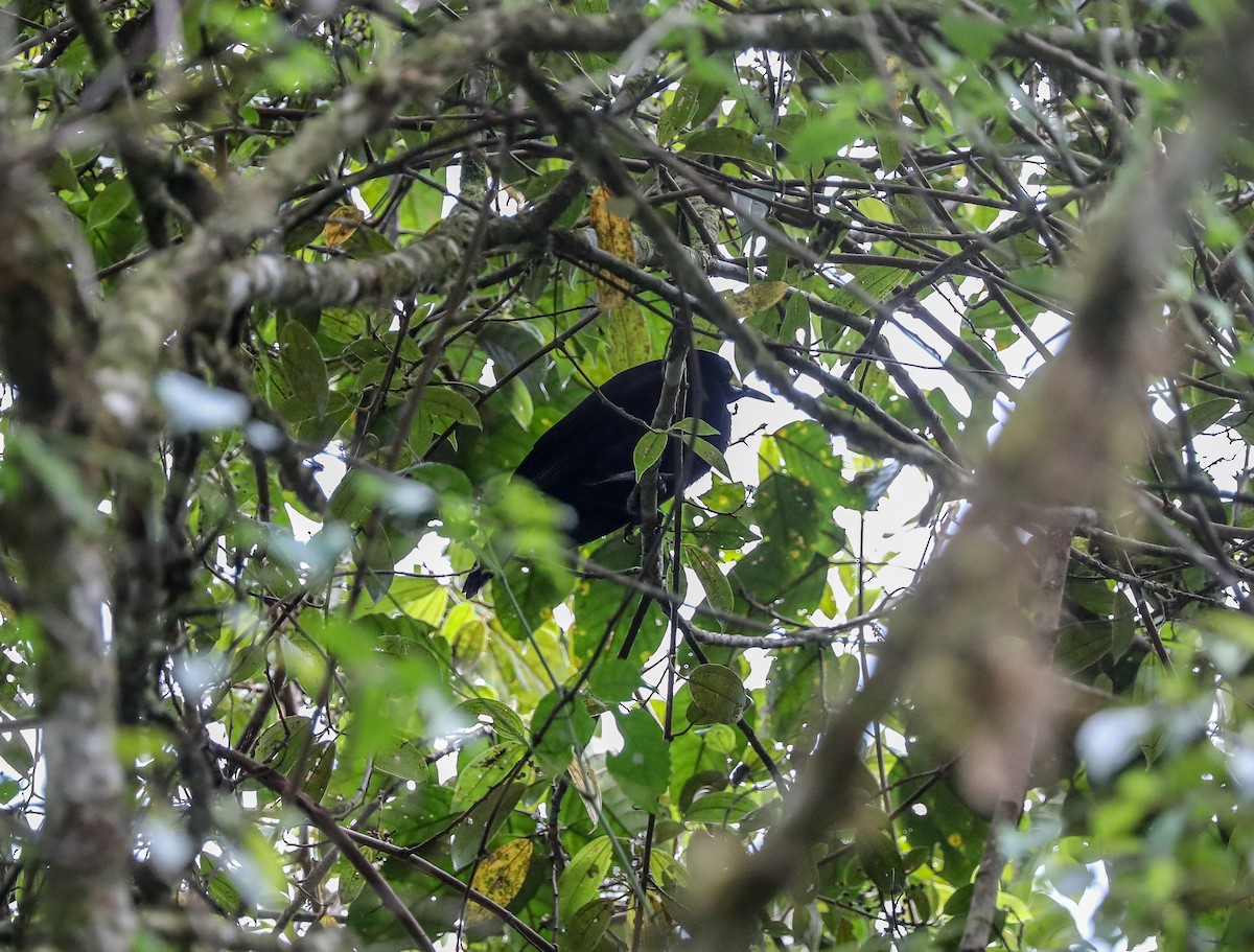 Long-tailed Paradigalla - Mike Edgecombe