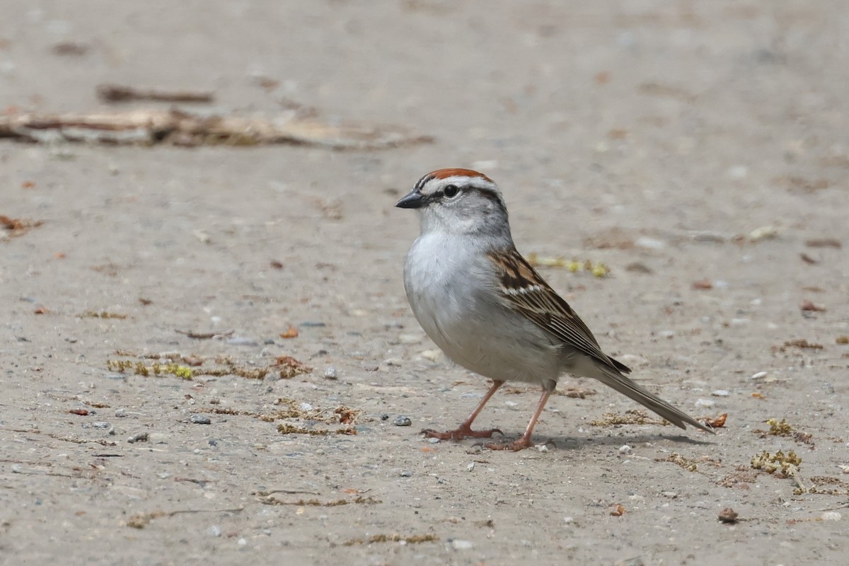 Chipping Sparrow - Jen Sanford