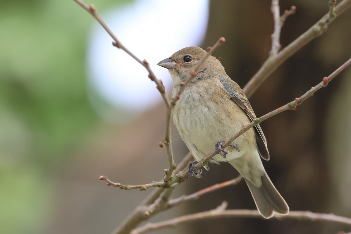 Indigo Bunting - Jen Sanford